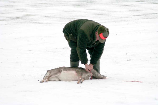 Jagd Wild Aufbrechen